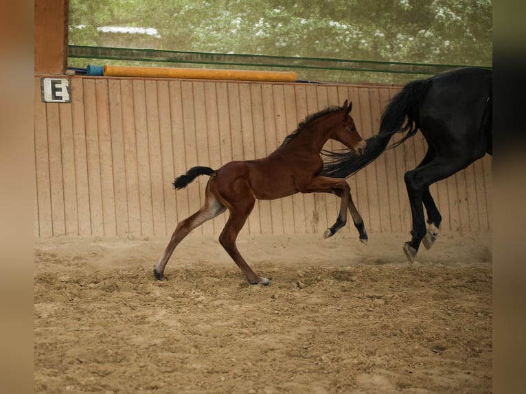 Hannover Giumenta  165 cm Baio in Datteln