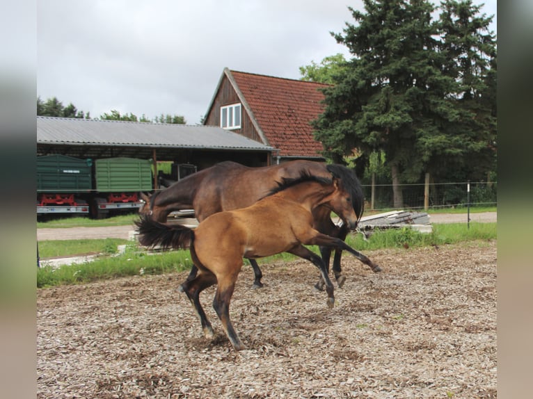 Hannover Giumenta Puledri (03/2026) 165 cm Baio in Hagenow