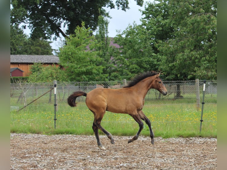 Hannover Giumenta Puledri (03/2026) 165 cm Baio in Hagenow