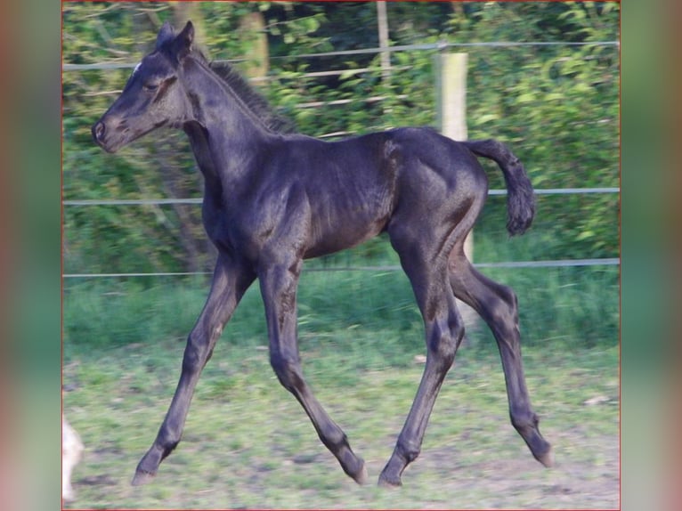 Hannover Giumenta Puledri
 (04/2024) 165 cm Morello in Rehden