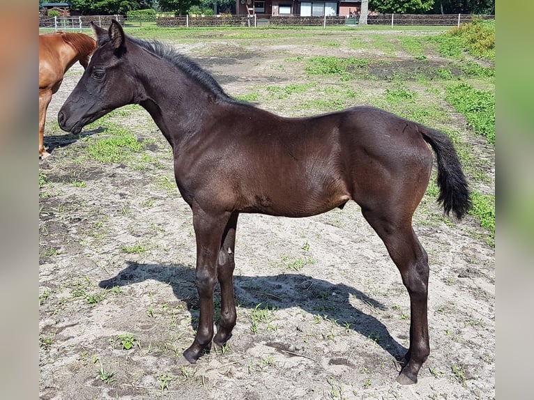 Hannover Giumenta Puledri
 (04/2024) 165 cm Morello in Rehden