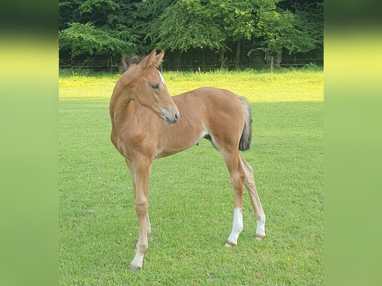 Hannover Giumenta Puledri (05/2026) 168 cm Baio in Walsrode