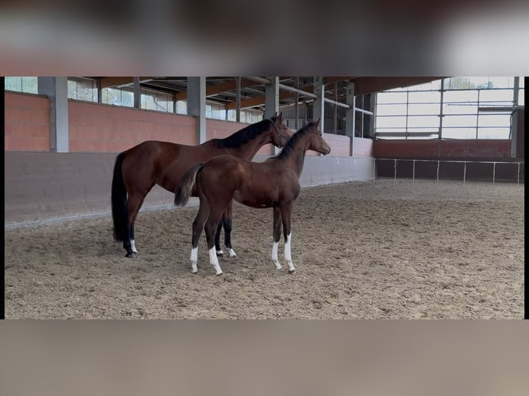 Hannover Giumenta Puledri (04/2025) 168 cm Baio in Langwedel