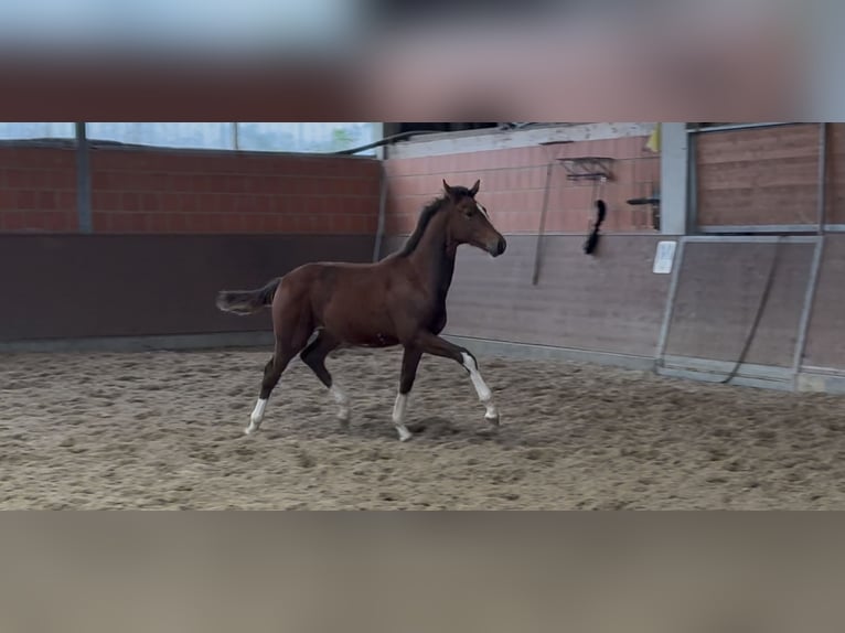 Hannover Giumenta Puledri (04/2025) 168 cm Baio in Langwedel