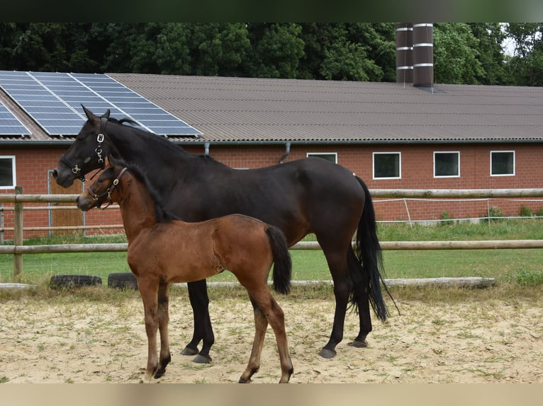Hannover Giumenta Puledri (04/2026) 168 cm Baio scuro in Westerkappeln