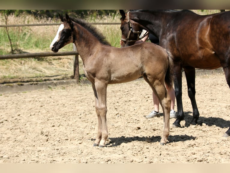 Hannover Giumenta  168 cm Morello in Kutenholz