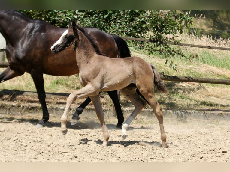 Hannover Giumenta  168 cm Morello in Kutenholz