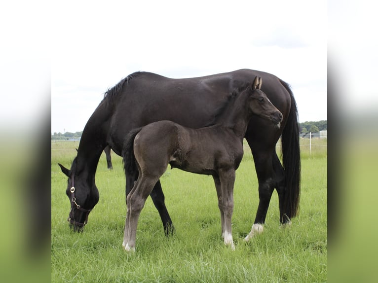 Hannover Giumenta  168 cm Morello in Walsrode