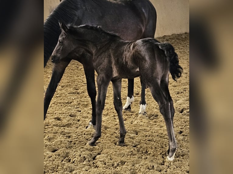 Hannover Giumenta  168 cm Può diventare grigio in Borgentreich