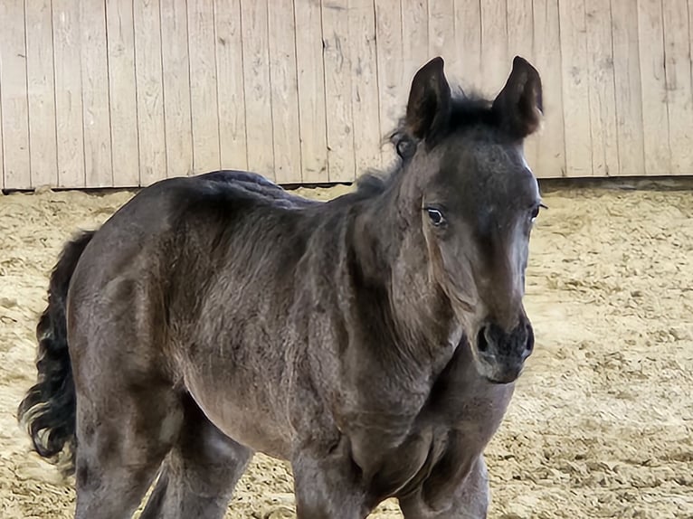 Hannover Giumenta  168 cm Può diventare grigio in Borgentreich
