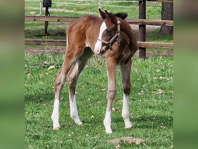Hannover Giumenta Puledri (04/2026) 169 cm Baio in Reinstorf