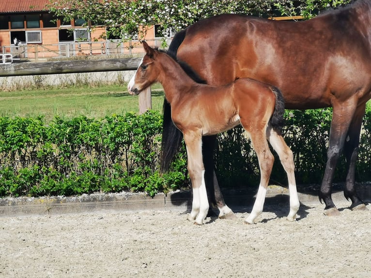 Hannover Giumenta Puledri (04/2026) 169 cm Baio in Reinstorf