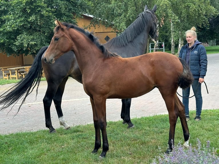 Hannover Giumenta Puledri (03/2026) 169 cm Baio in Winsen (Luhe)