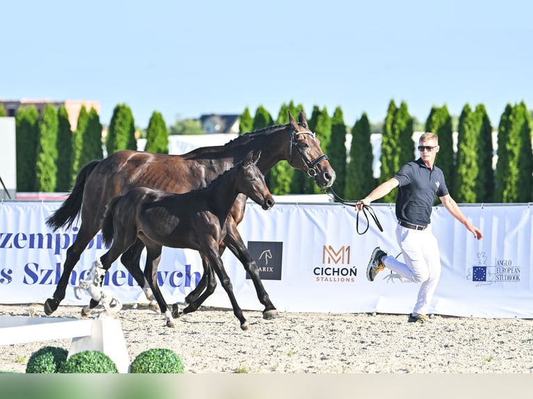 Hannover Giumenta Puledri (04/2025) 169 cm Baio scuro in &#x17B;ory