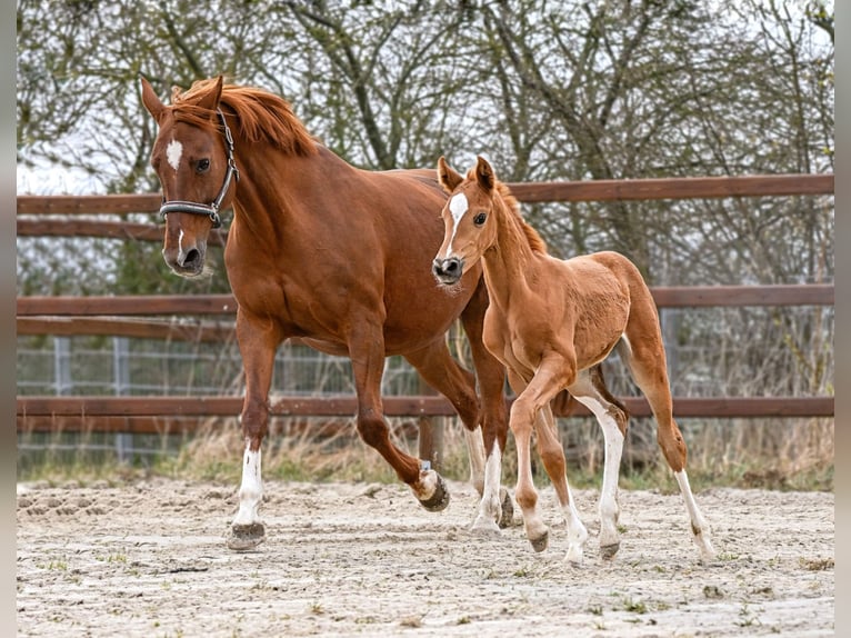 Hannover Giumenta Puledri (03/2026) 169 cm  in Königslutter am Elm