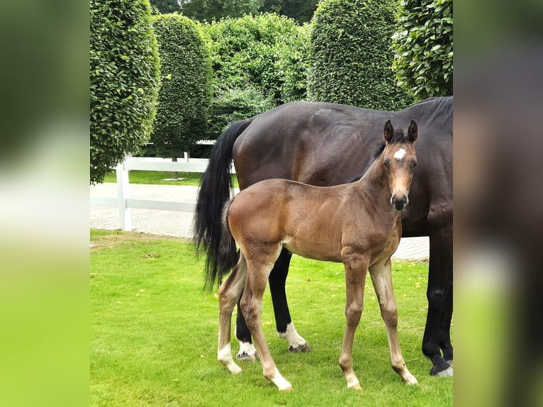 Hannover Giumenta Puledri
 (05/2024) 169 cm in Spahnharrenstätte