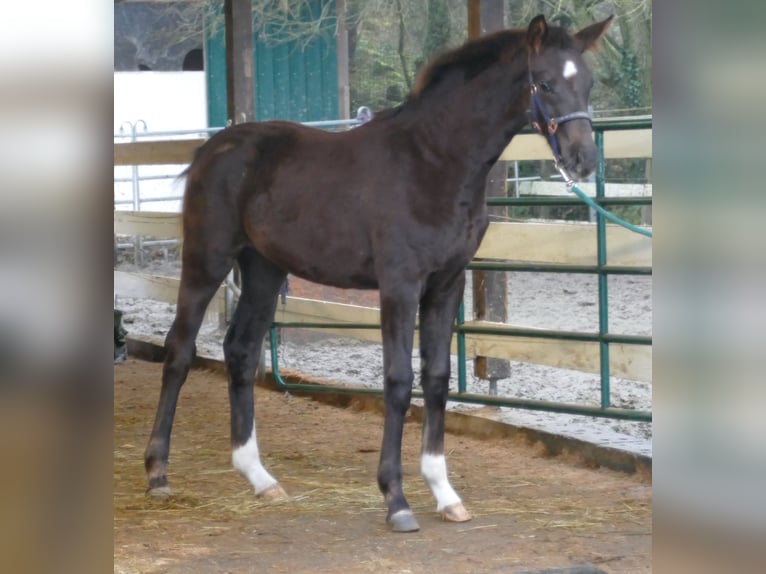 Hannover Giumenta Puledri (06/2025) 169 cm Sauro scuro in Greifenstein