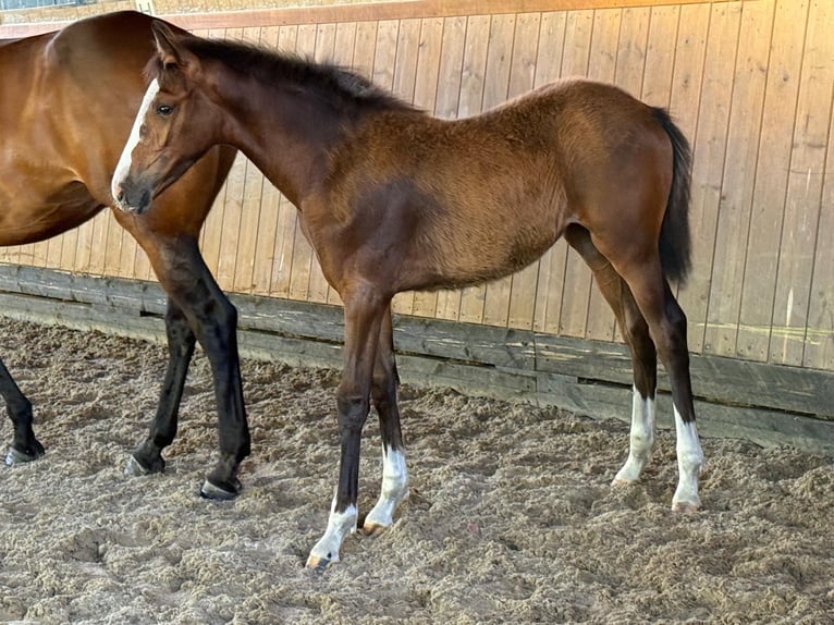 Hannover Giumenta Puledri (03/2026) 170 cm Baio in Rotenburg (Wümme)Rotenburg