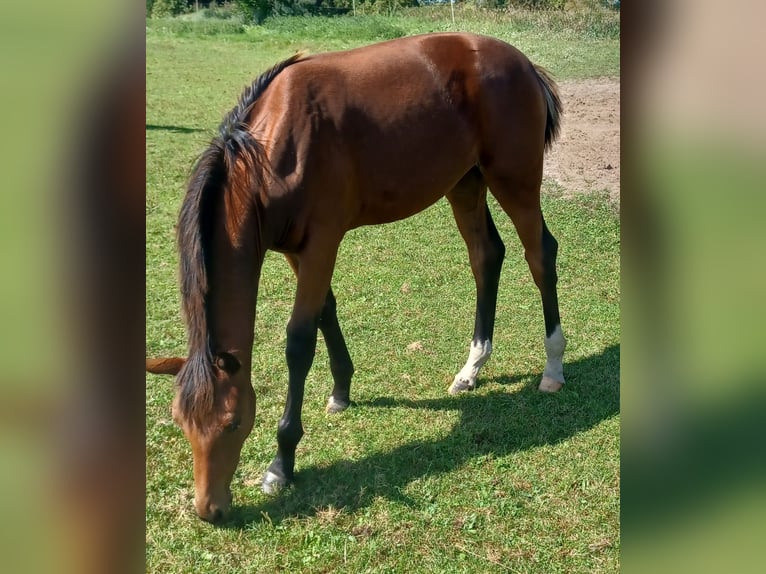 Hannover Giumenta Puledri
 (03/2024) 170 cm Baio in Mühlenberge