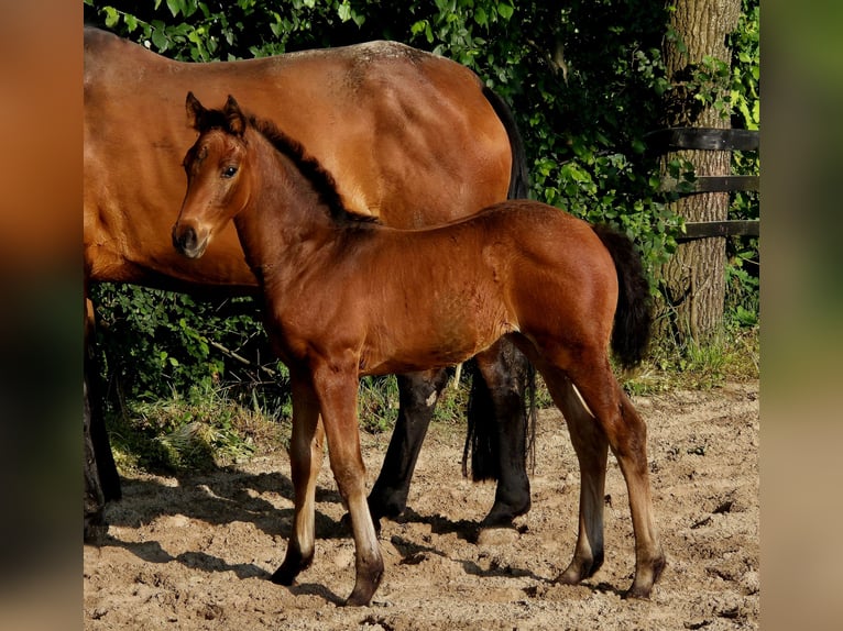 Hannover Giumenta Puledri (04/2024) 170 cm Baio in Spahnharrenstätte