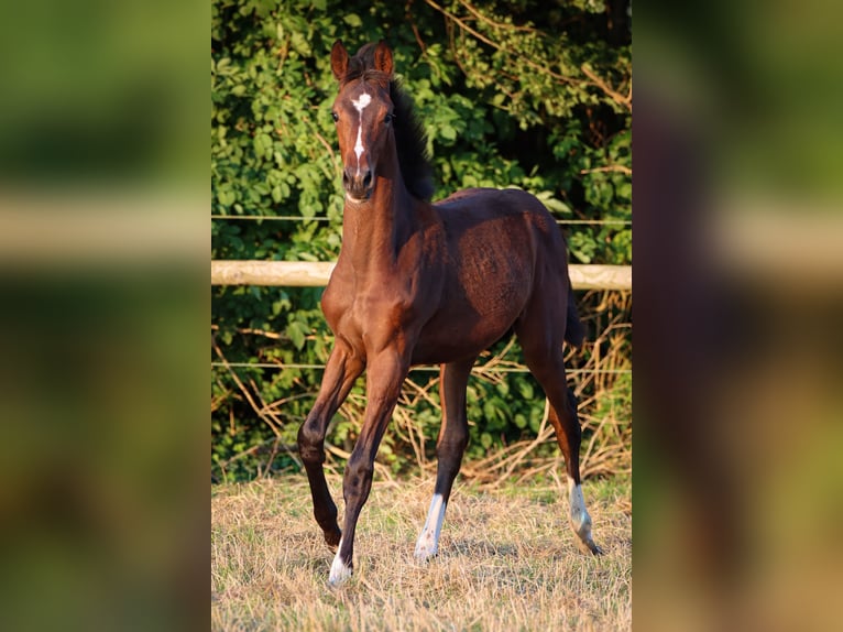 Hannover Giumenta Puledri
 (03/2024) 170 cm Baio in Rickling