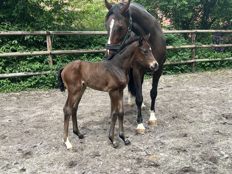 Hannover Giumenta Puledri (05/2026) 170 cm Baio in Lilienthal