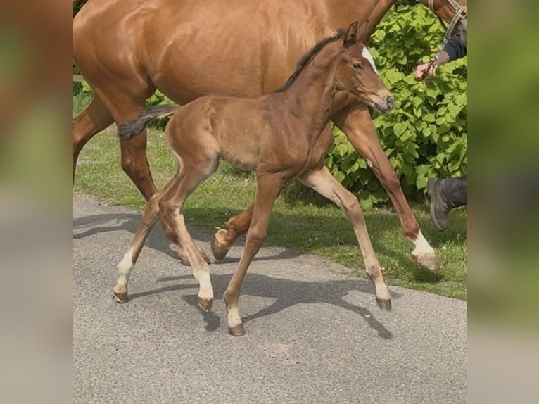 Hannover Giumenta Puledri (04/2026) 170 cm Baio in Osterbruch