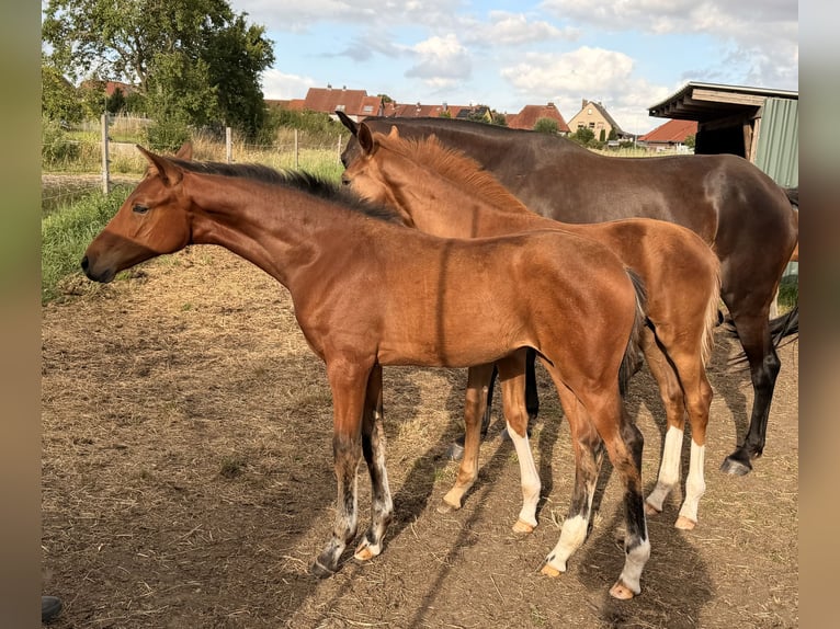 Hannover Giumenta Puledri (03/2026) 170 cm Baio in Velpke