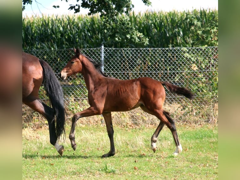 Hannover Giumenta Puledri (06/2026) 170 cm Baio in Obernkirchen