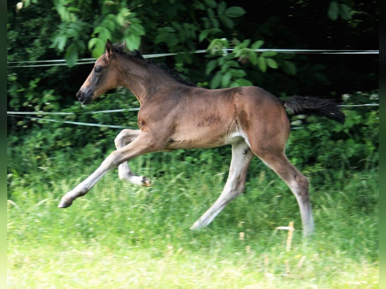 Hannover Giumenta Puledri
 (05/2023) 170 cm Baio scuro in Rosengarten