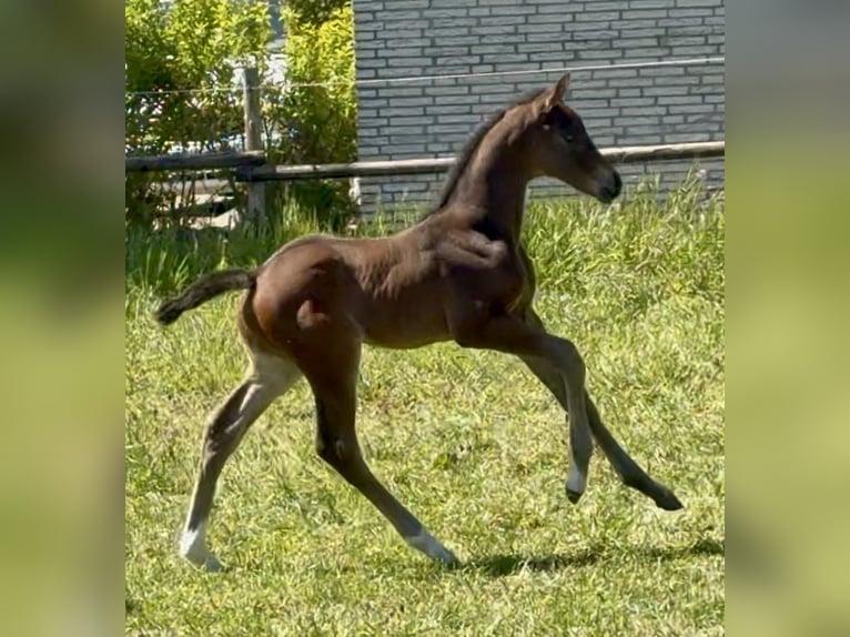 Hannover Giumenta Puledri (04/2026) 170 cm Baio scuro in Velpke