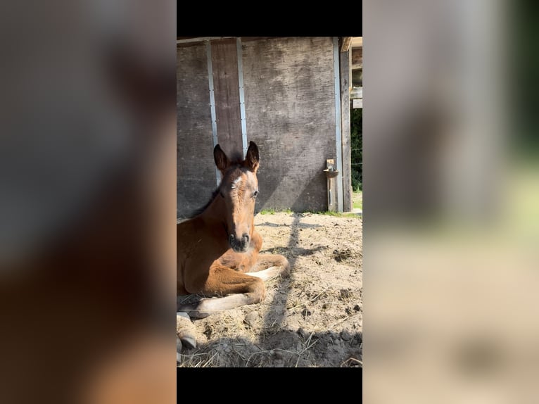 Hannover Giumenta Puledri (06/2026) 170 cm Baio scuro in Esens