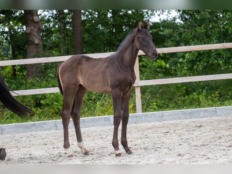 Hannover Giumenta Puledri (05/2026) 170 cm  in Geestland