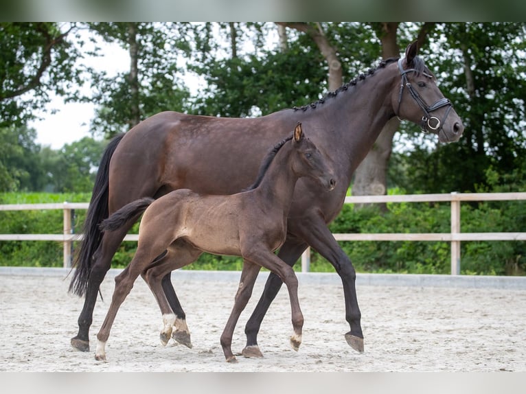 Hannover Giumenta Puledri (05/2026) 170 cm  in Geestland