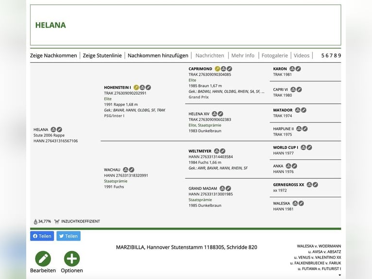 Hannover Giumenta Puledri
 (04/2024) 170 cm Morello in Wysin