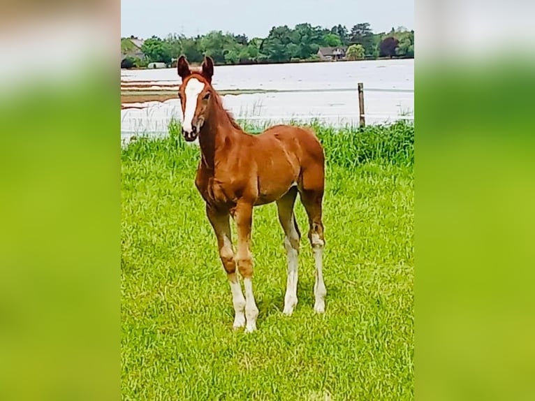 Hannover Giumenta Puledri (02/2026) 170 cm Sauro in Rommerskirchen