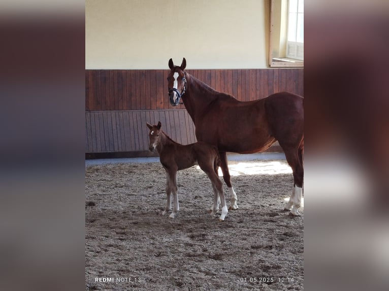 Hannover Giumenta  170 cm Sauro scuro in Alpen