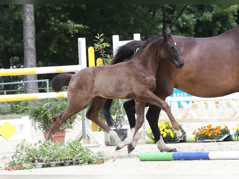 Hannover Giumenta  171 cm Morello in Kamp-Lintfort