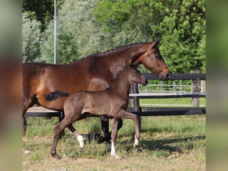 Hannover Giumenta  171 cm Morello in Kamp-Lintfort
