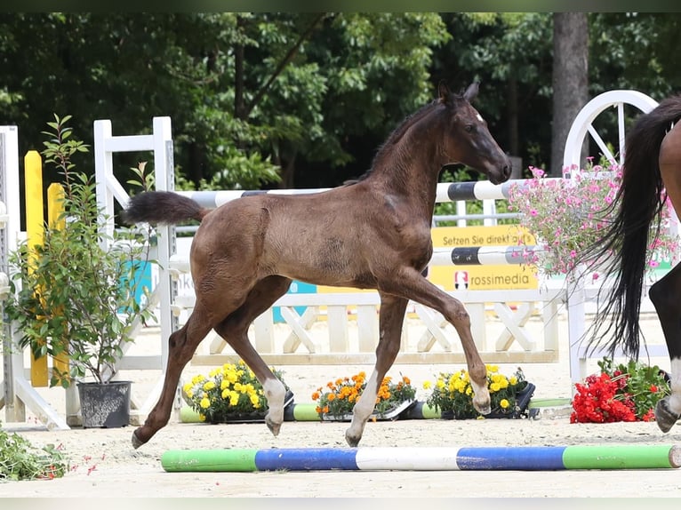 Hannover Giumenta  171 cm Morello in Kamp-Lintfort
