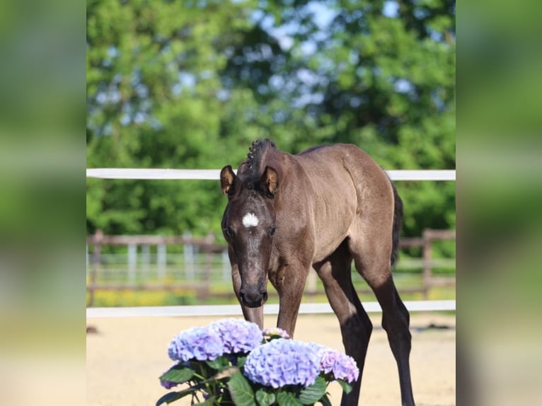Hannover Giumenta  171 cm Morello in Kamp-Lintfort