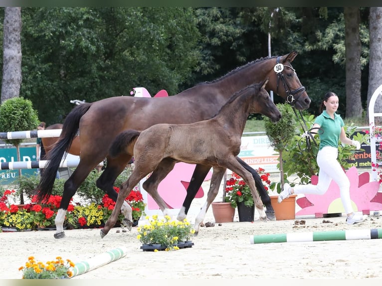 Hannover Giumenta  171 cm Morello in Kamp-Lintfort