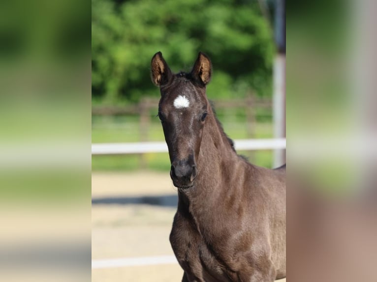 Hannover Giumenta  171 cm Morello in Kamp-Lintfort
