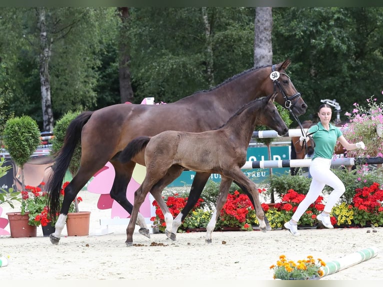 Hannover Giumenta  171 cm Morello in Kamp-Lintfort