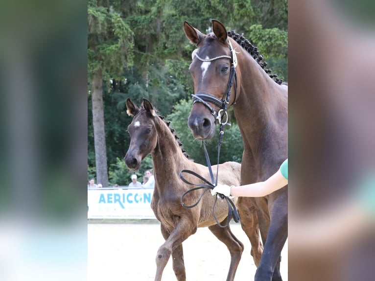 Hannover Giumenta  171 cm Morello in Kamp-Lintfort