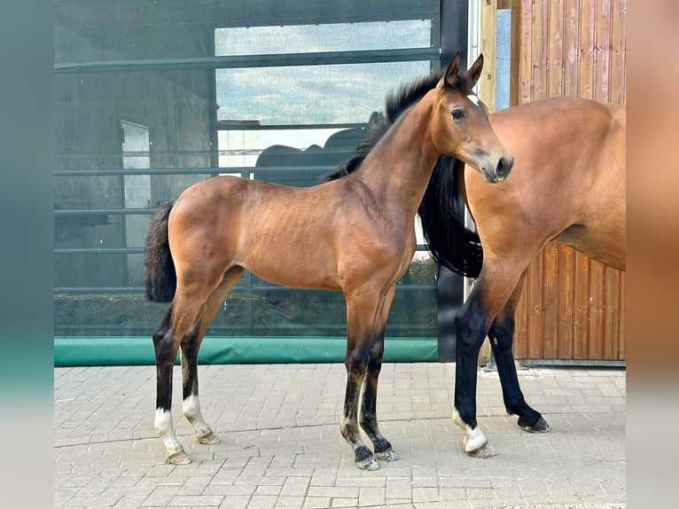 Hannover Giumenta Puledri (05/2026) 172 cm Baio in MelleMelle