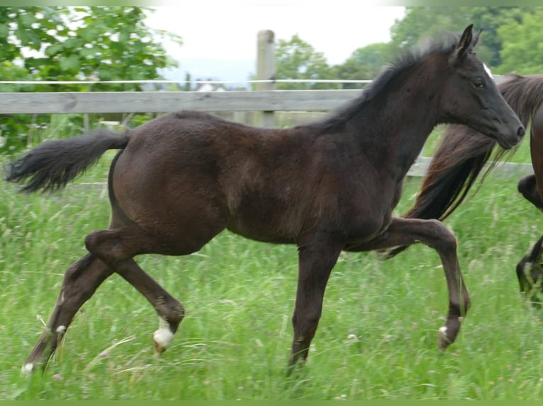 Hannover Giumenta  172 cm Morello in Greifenstein