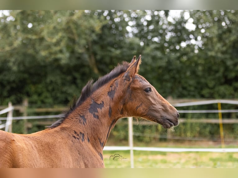 Hannover Giumenta Puledri (05/2026) 173 cm Baio in Lastrup