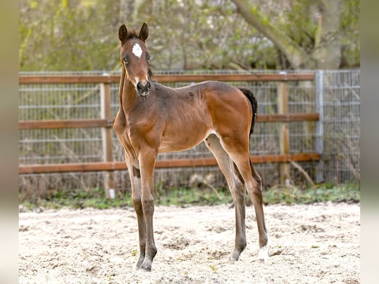 Hannover Giumenta Puledri (03/2026) 173 cm Baio scuro in Königslutter am Elm