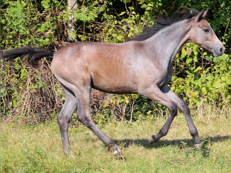 Hannover Giumenta Puledri (04/2024) 173 cm Grigio in Stadthagen